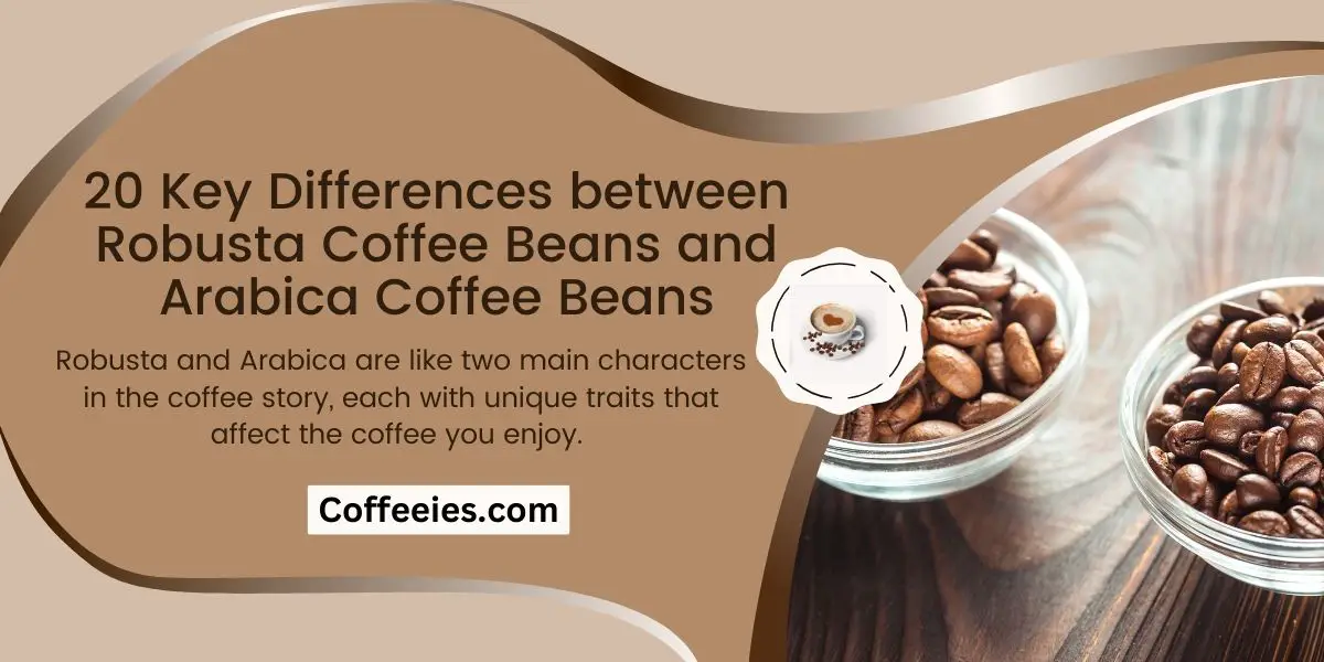 Difference between Robusta Coffee Beans and Arabica Coffee Beans