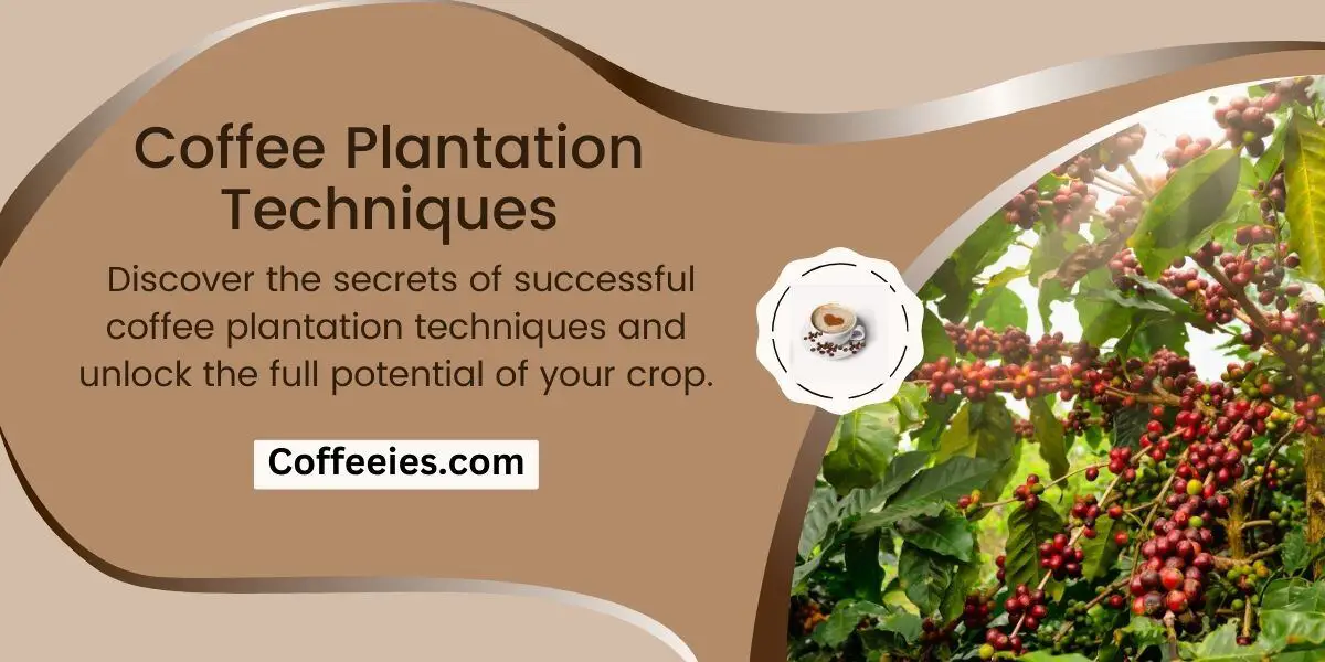 Coffee Plantation Techniques