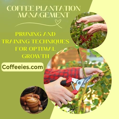 Coffee Plantation Management