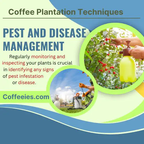 Coffee Plantation Techniques