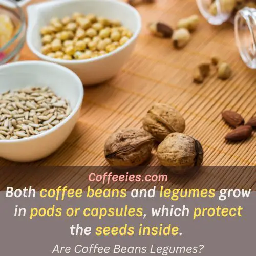 Are Coffee Beans Legumes?