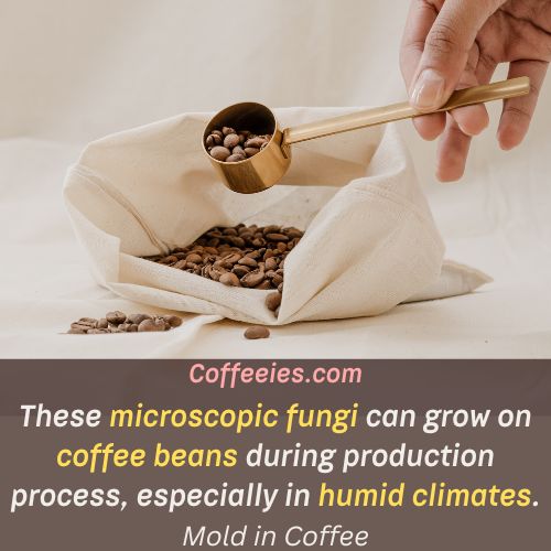 Mold in Coffee 